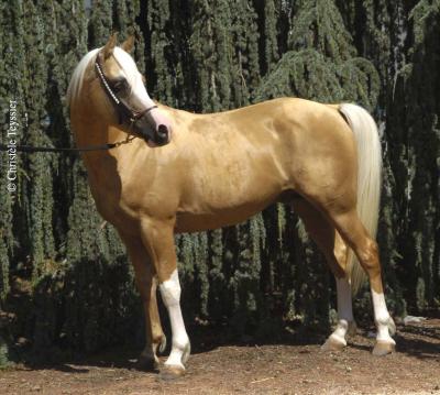 race palomino